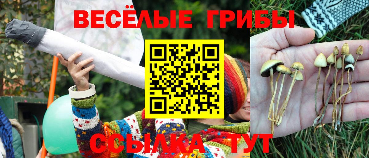 Галлюциногенные грибы Psilocybine cubensis Вичуга